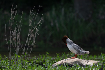 Obraz premium Merganser Praing