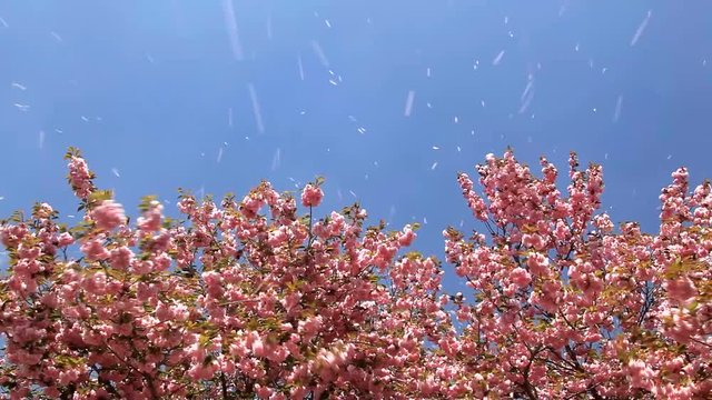 Yae sakura blossoming cherry trees