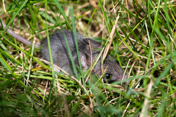 Field Mouse hiding