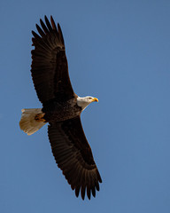 Ealge flying high