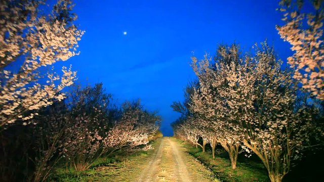 Rows of cherry trees along dirt road at night