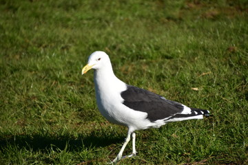 Seagull on the grass in Rotorua, New zealand