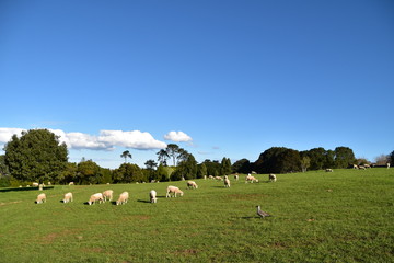 Sheep on the field in Auckland, New zealand