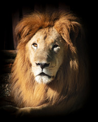 Close up de leão