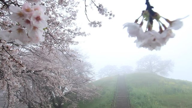 Yoshino cherry blossom and Maru Tomb hill