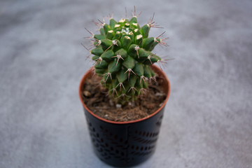 Young cactus, growing in grey background. Shot in unique coffee place