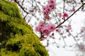 Cherry Blossom