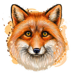  Fox. Sketchy, color portrait of  Fox with red fur on a white background with a spray of watercolor