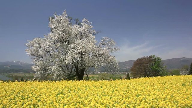 View of blossoming tree on rapeseed field