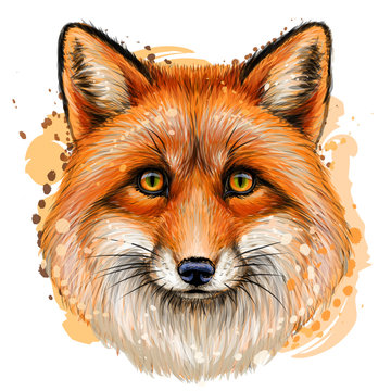 14 433 Best Fox Face Drawing Images Stock Photos Vectors Adobe Stock 14 433 Best Fox Face Drawing Images Stock Photos Vectors Adobe Stock