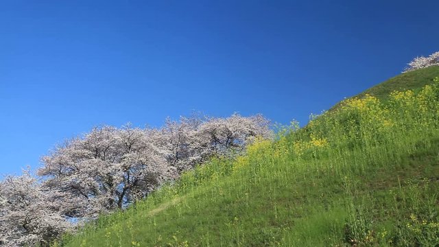 Yoshino cherry blossom on Maru Tomb hill
