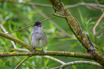 Blackcap singing happily