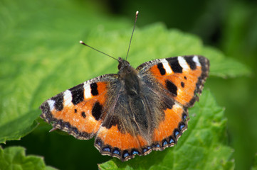 Small Tortoiseshell butterfly on green leaves
