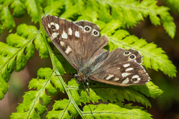 Speckled Wood butterfly on a fern
