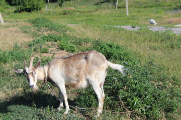 Naklejka na ściany i meble goat grazing in the meadow in the summer 