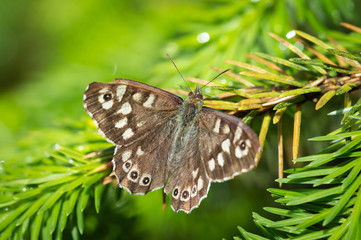 Speckled Wood butterfly on a pine tree