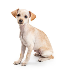 Cute Chihuahua Young Dog Sweet Expression