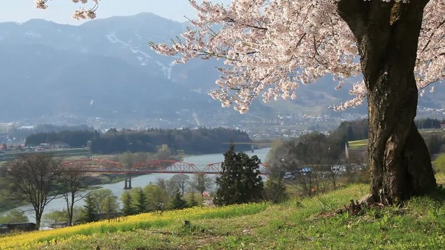 View of cherry blossom , rapeseed field and Chikuma River