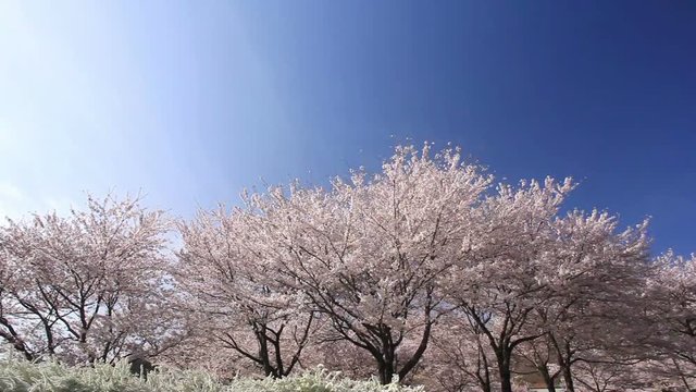 Blue sky above blossoming Yoshino cherry trees