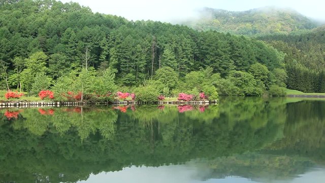 Blooming azalea and forest reflecting in Chikuma River