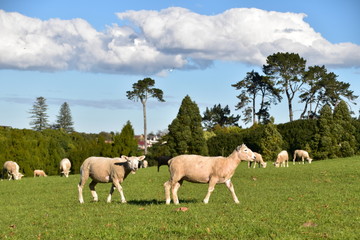 Naklejka na ściany i meble Sheep on the field in Auckland, New zealand