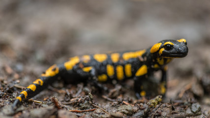 Feuersalamander