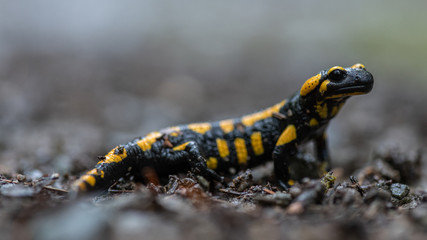 Feuersalamander