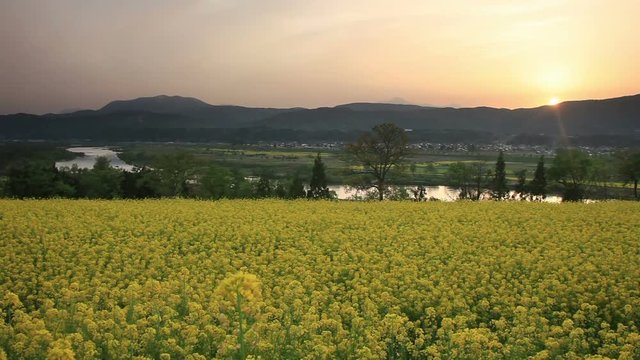 Oilseed rapeseed field by Chikuma river at sunset