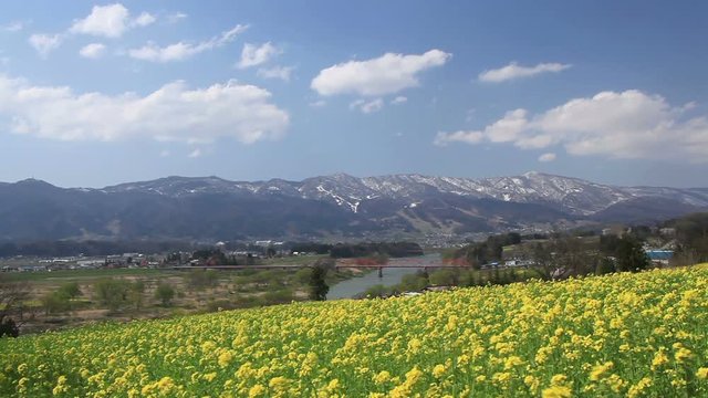 Oilseed rapeseed field and Chikuma river with Ozeki Bridge