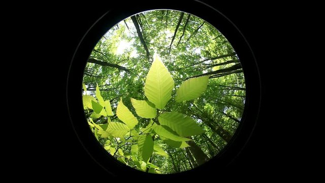 Fish eye lens of beech leaf in forest