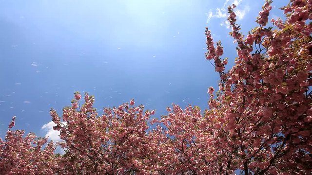 Group of Yae sakura blossoming cherry trees
