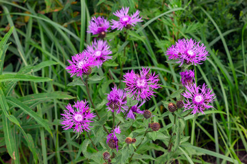Flower burdock on a blurred background close-up. Bright flower burdock on a blurred background close-up.