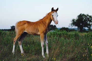 Naklejka na ściany i meble White face foal horse in farm grass during summer.