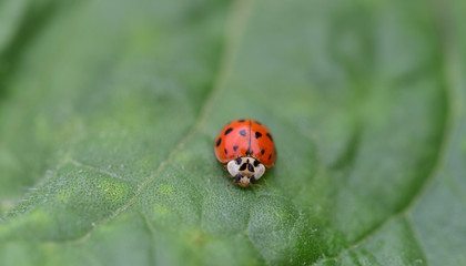Close-up of a little ladybird from the front on a green leaf