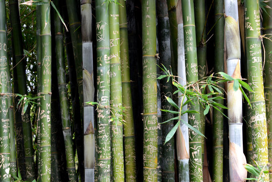 vandalism on fresh green bamboo plants - Powered by Adobe
