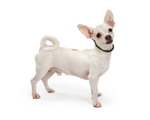 Excited White Chihuahua Dog Standing Side