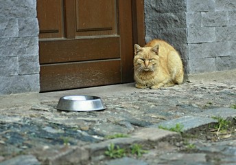 Rusty cat waits for breakfast with empty bowl at front door.