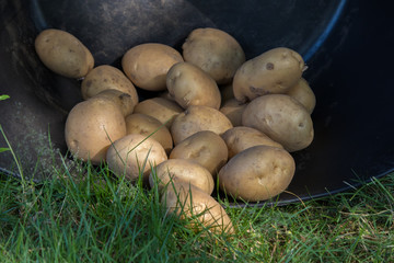 potatoes in the cauldron of harvest, agriculture