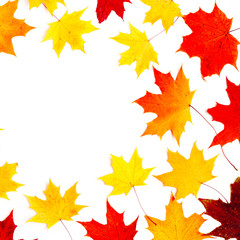 Autumn composition, maple leaves, top view, flat lay. Border made from color falling maple leaves