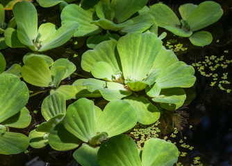 water lettuce floating on pond close up with water droplets and insects