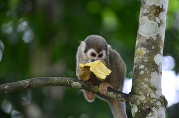 Naklejka na ściany i meble Squirrel Monkey – Genus Saimiri Amazonia Colombia