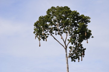 Crested oropendola Nest Amazonas Colombia