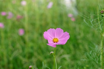 pink flower in the garden