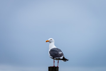 Seagull in profile standing on a weathered post with blue background.