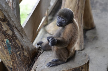 Monkey Amazonas Colombia 