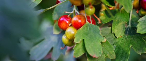 The red and green yoshta berries on the bush are a hybrid of gooseberry and black currant. Autumn harvest