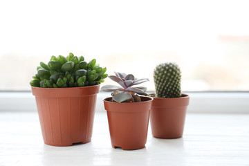 Beautiful succulent plants in pots on white wooden windowsill indoors. Home decor