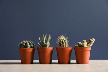 Beautiful succulent plants in pots on table against dark blue background, space for text. Home decor