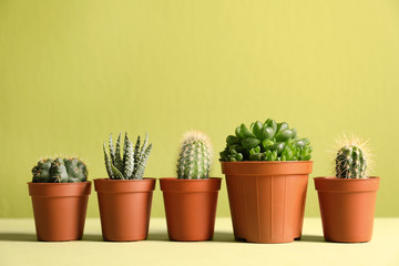 Beautiful succulent plants in pots on table against yellow green background, space for text. Home...