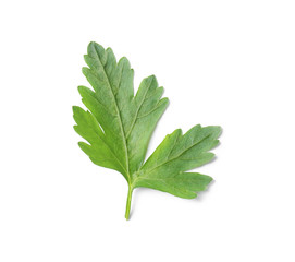 Fresh green organic parsley on white background